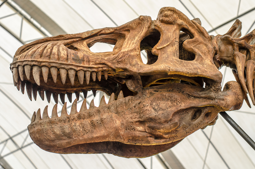 O T. rex cresceu mais lentamente do que os cientistas pensavam -