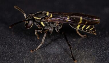 Veneno de vespa abre nova frente na busca por terapias contra o Alzheimer