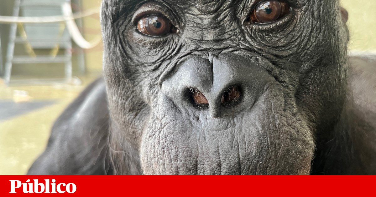 Grandes símios partilham da capacidade humana de imaginar | Cérebro
