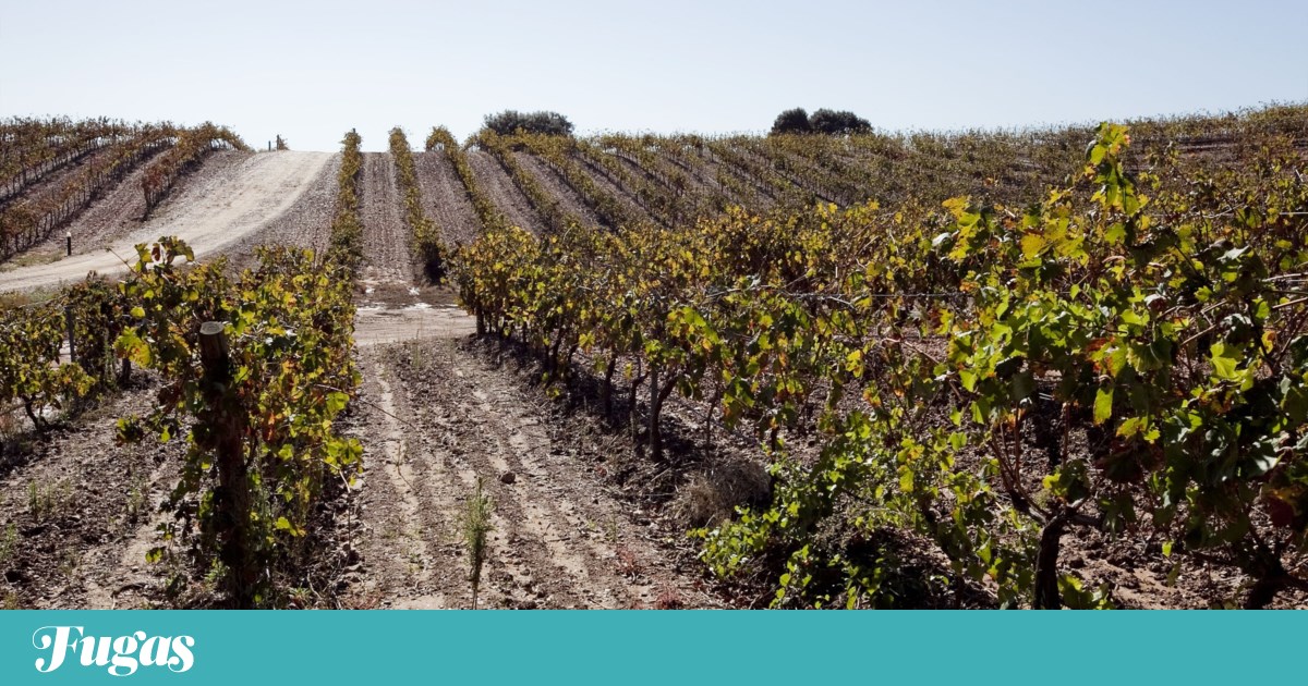 Alentejo tem produtor e vinho do ano. “Revista de Vinhos” premeia os Melhores de 2025 | Vinhos