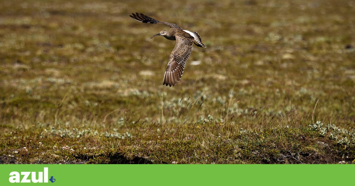 Dados que ajudam aves em risco não podem “morrer no computador de alguém” | Conservação da natureza