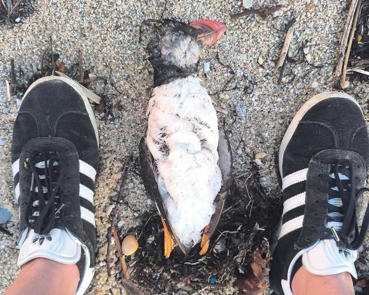 Mau tempo: Papagaios-do-mar mortos na costa portuguesa já são mais de mil | Aves
