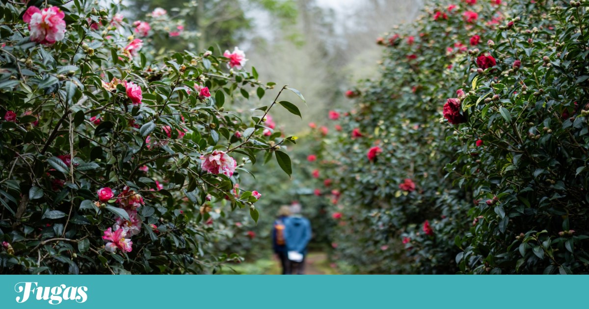 No Parque Terra Nostra, as camélias florescem numa “agenda para os sentidos” | Passeios
