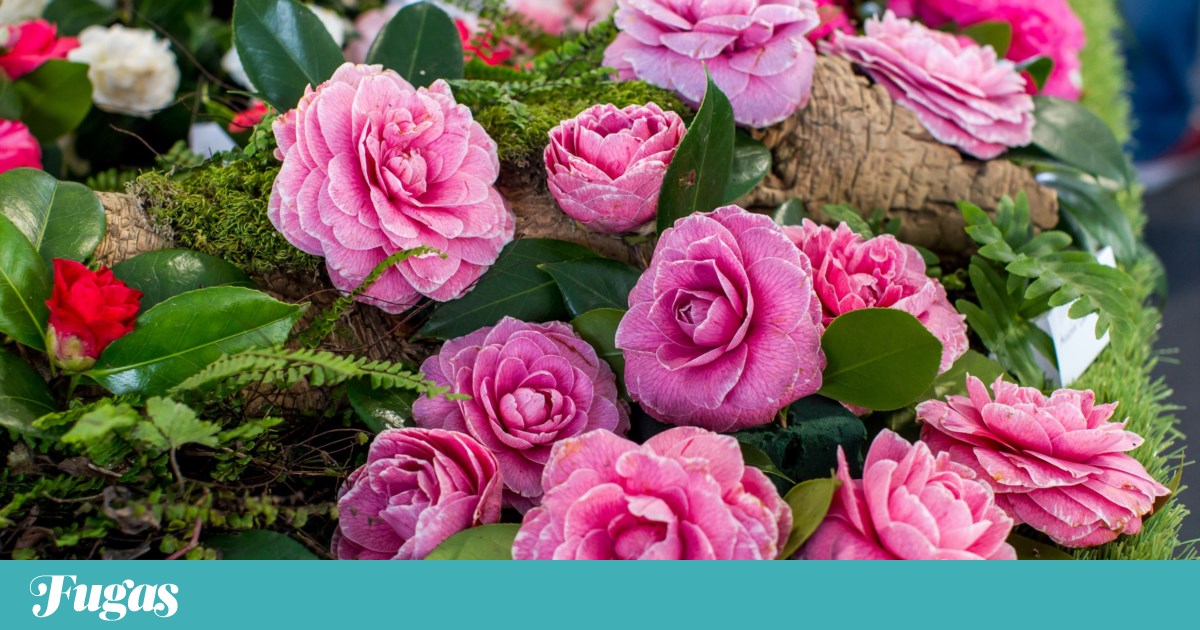 Sintra em flor: vila romântica celebra as camélias “no auge da sua glória” | Passeios