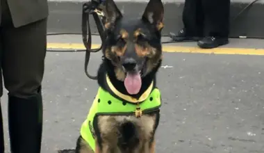 Sombra, a cadela que incomoda cartéis… ao ponto de valer 7.000 dólares de recompensa