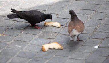 Jornal de Notícias Logo