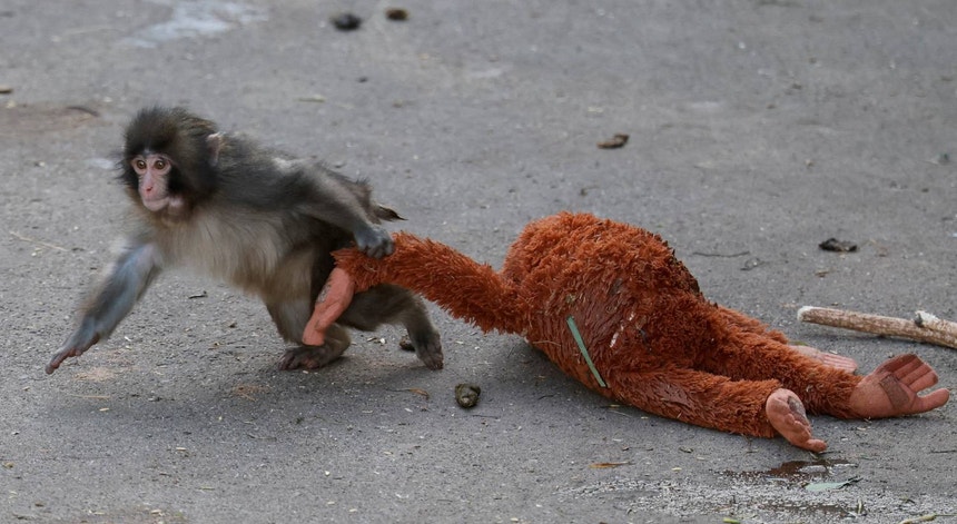 O caso do macaco Punch. Porque é que as mães abandonam as crias?
