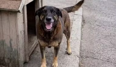 Orelha. Como um cão de rua conseguiu unir um Brasil dividido