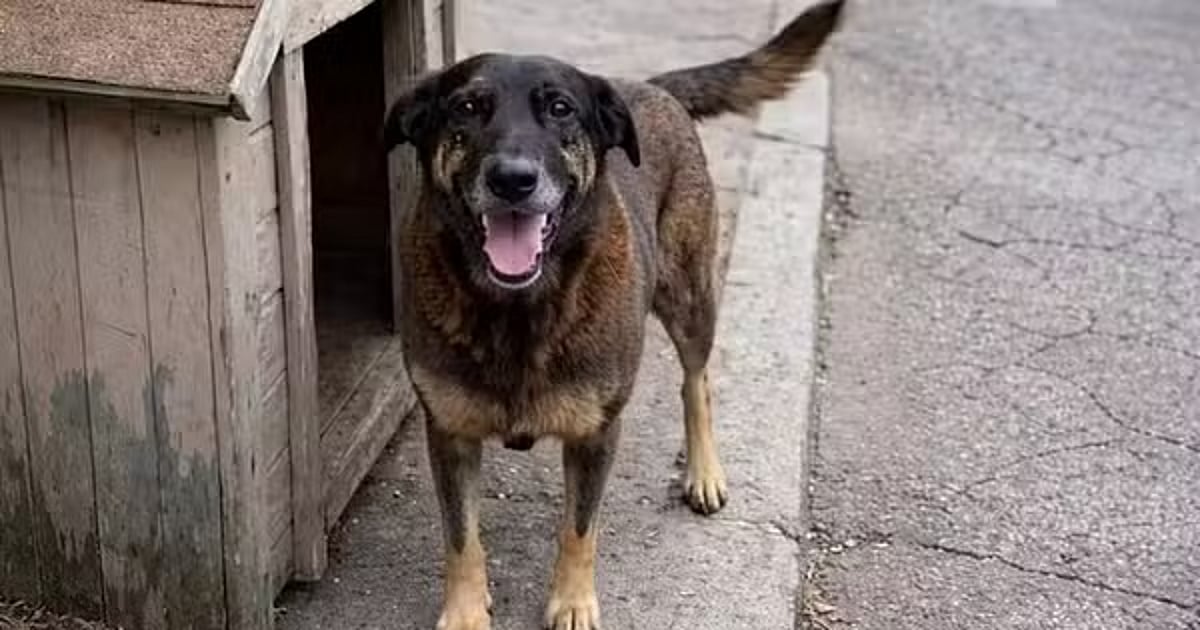 Orelha. Como um cão de rua conseguiu unir um Brasil dividido