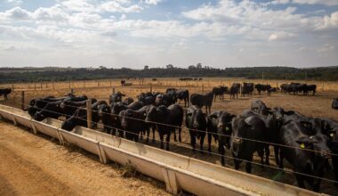 Pecuária De Corte, Bovinocultura De Corte, Gado Confinado, Boi
