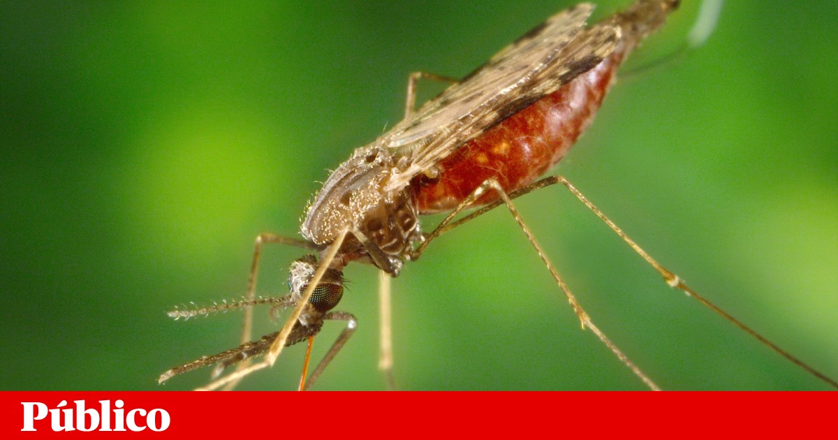Mosquitos Anopheles alimentam-se de sangue humano há quase dois milhões de anos | Doenças