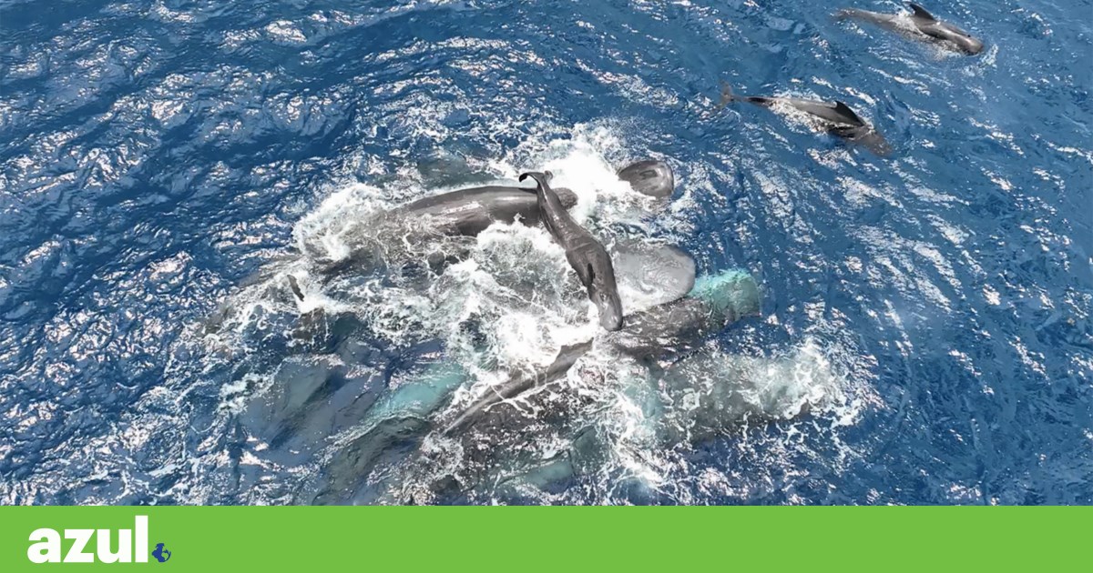 Um parto especial: o oceano uniu-se e um cachalote nasceu | Biodiversidade