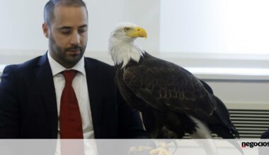Benfica preferia adeptos, mas fundos dos EUA preparam-se para controlar um quinto da SAD - Bolsa