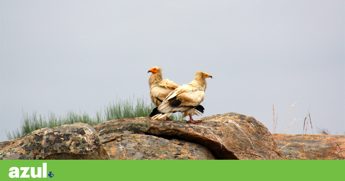Uma águia-imperial-ibérica rondou, pela primeira vez, a Faia Brava | Biodiversidade