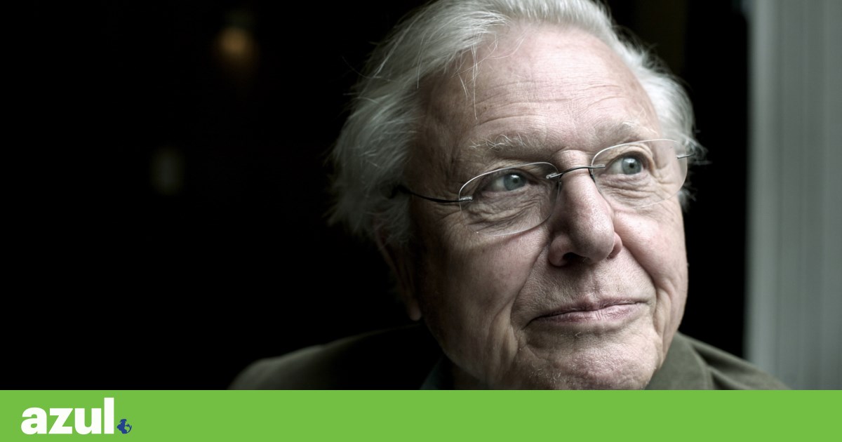 David Attenborough: “a voz de fundo do mundo natural” faz 100 anos | Conservação da natureza