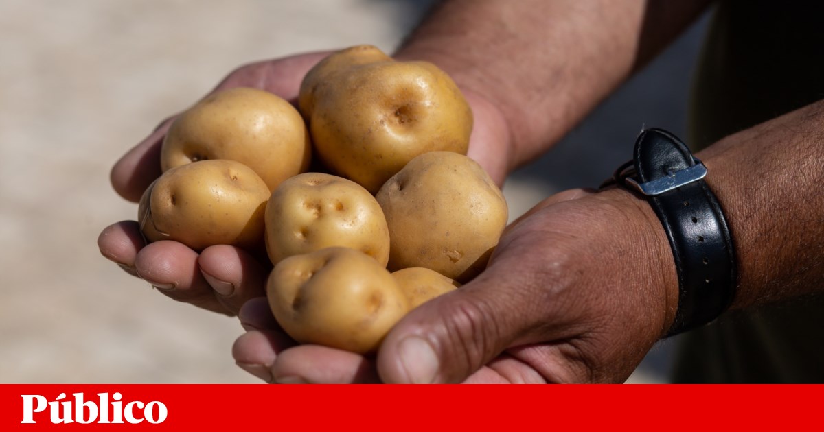 Estudo mostra como uma dieta à base de batata alterou a genética do povo andino | Genética