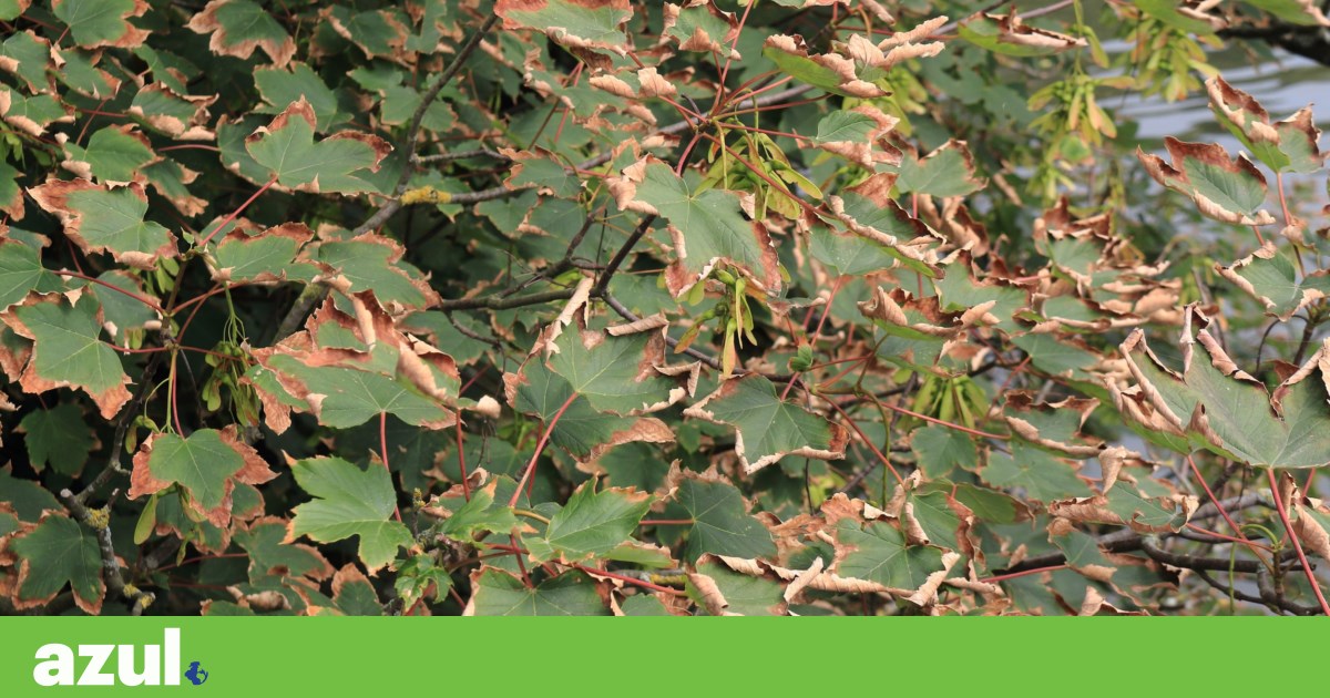 Xylella fastidiosa já está instalada no Alentejo | Agricultura