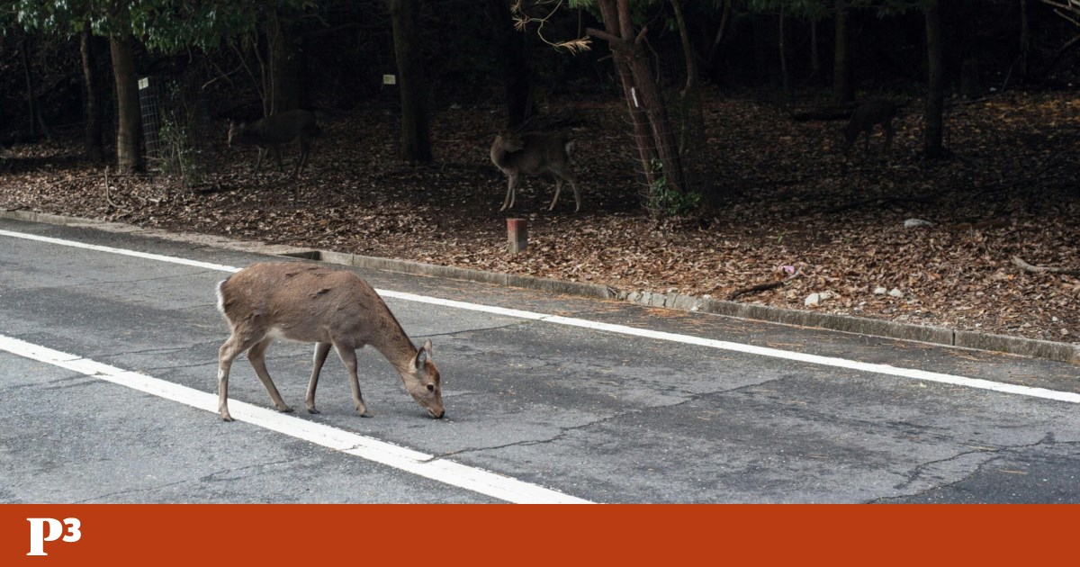 Polícia francesa lança alerta sobre animais “bêbados” na estrada | França