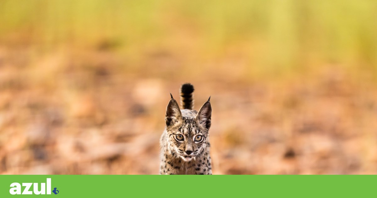 “Perigosa” transição no centro do lince: equipa garante que não abandona os animais | Lince-ibérico