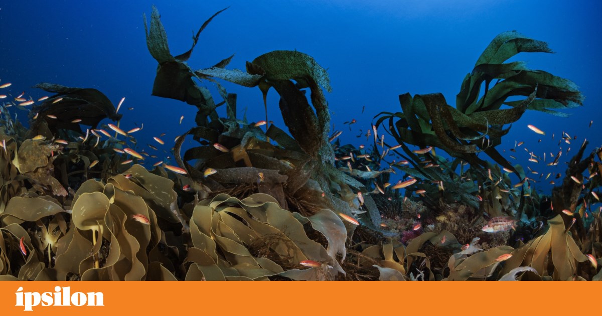 Gorringe, o nosso tesouro no fundo do mar, mostrado em documentário | Televisão