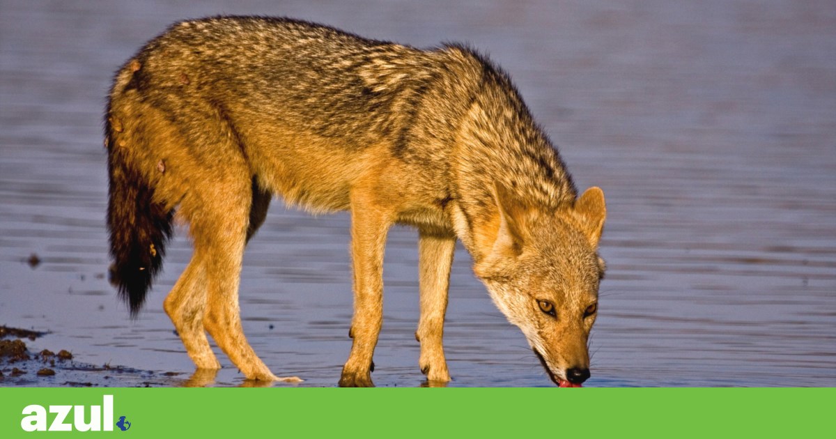 Chacal pode expandir-se até 75% da Europa (e os humanos estão a ajudar) | Biodiversidade