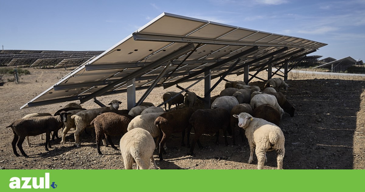 Lightsource bp quer “pastoreio solar” na central fotovoltaica Sophia | Energias renováveis