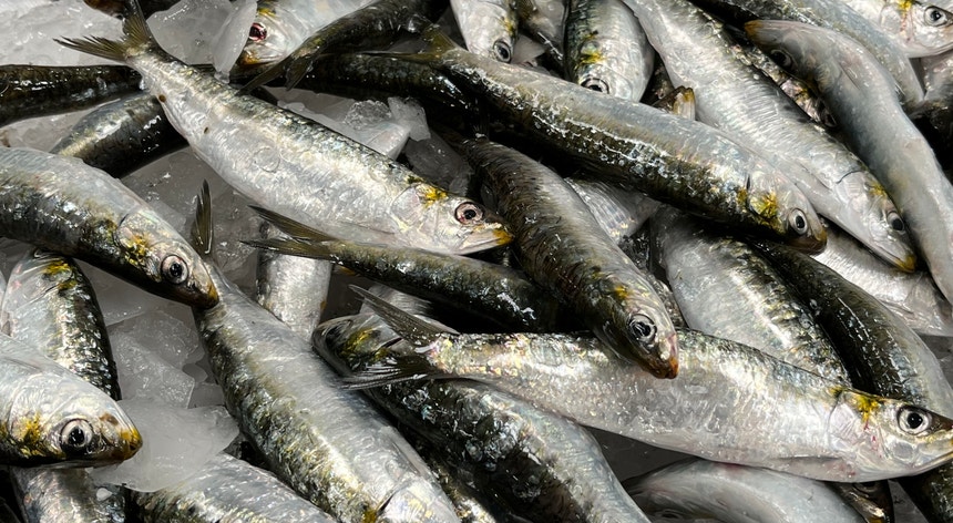 Campanha da pesca da sardinha arrancou à meia-noite