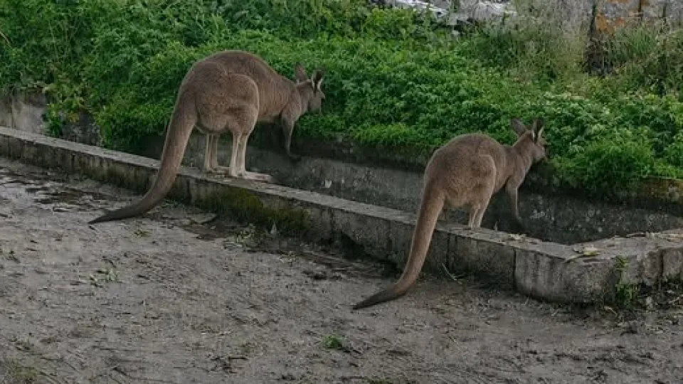 Cria de canguru encontrada em Viana do Castelo. Há outro em parte incerta