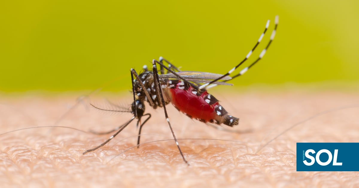 Estudo revela como vírus da dengue e chikungunya sobrevivem nos mosquitos sem os matar