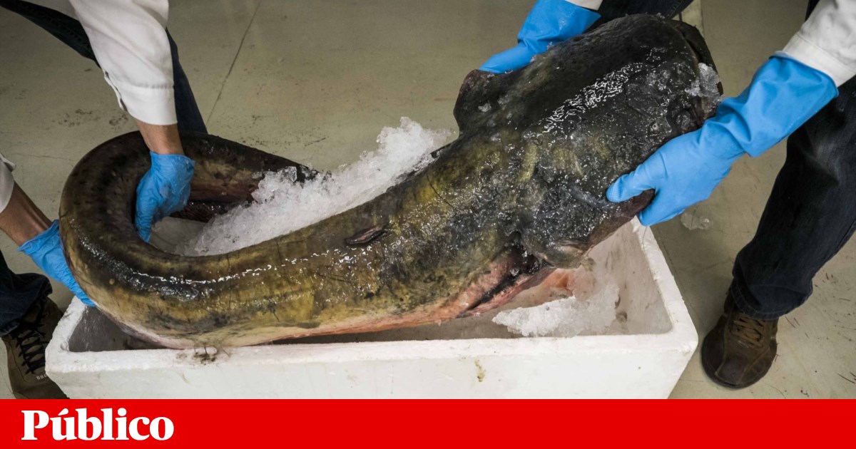 Operação no Tejo retira 2,3 toneladas de siluros e revela enorme dimensão da invasão | Ambiente