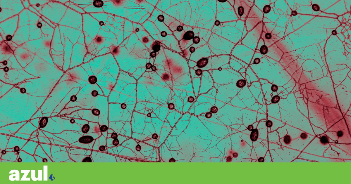 Cientistas criam o primeiro mapa global dos fungos subterrâneos | Biodiversidade