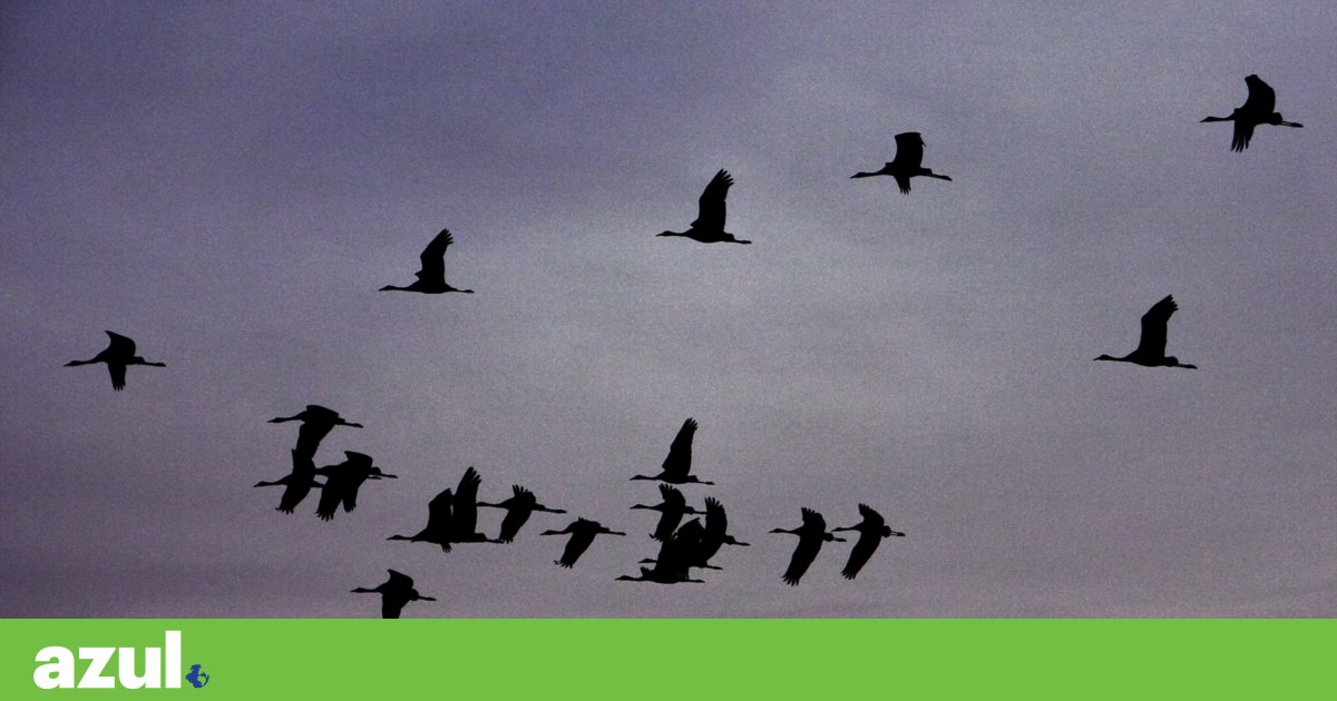 Portugal vai delimitar zonas proibidas para renováveis para proteger biodiversidade | Biodiversidade
