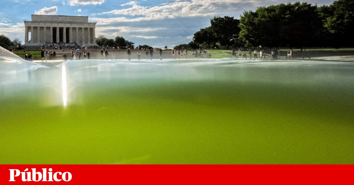 Catorze milhões de dólares depois, as algas regressaram ao lago do Memorial Lincoln | EUA