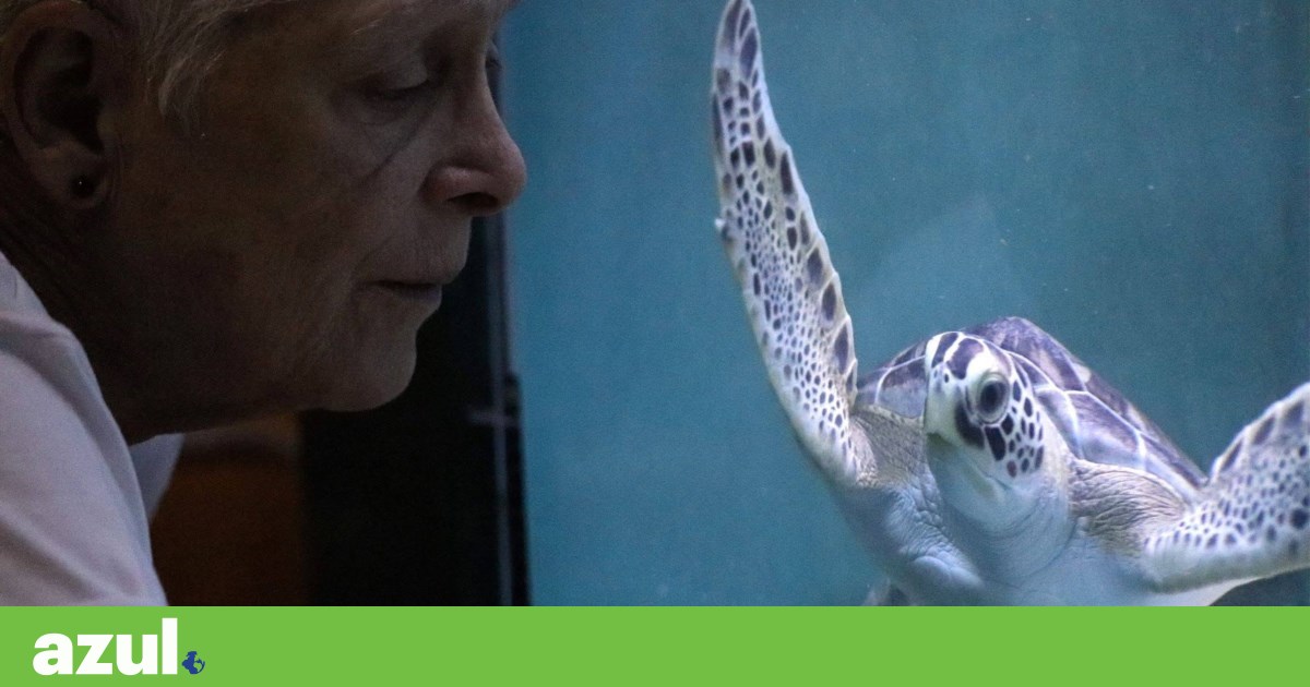 Mona Khalil, “guardiã das tartarugas” do Líbano, morta em ataque israelita | Médio Oriente