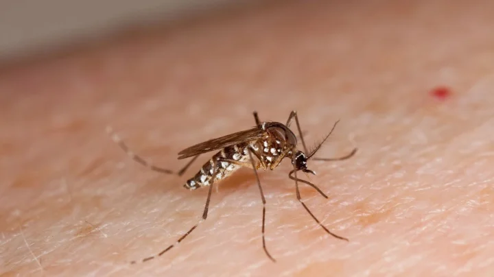 Imagem de um dos mosquitos da Dengue