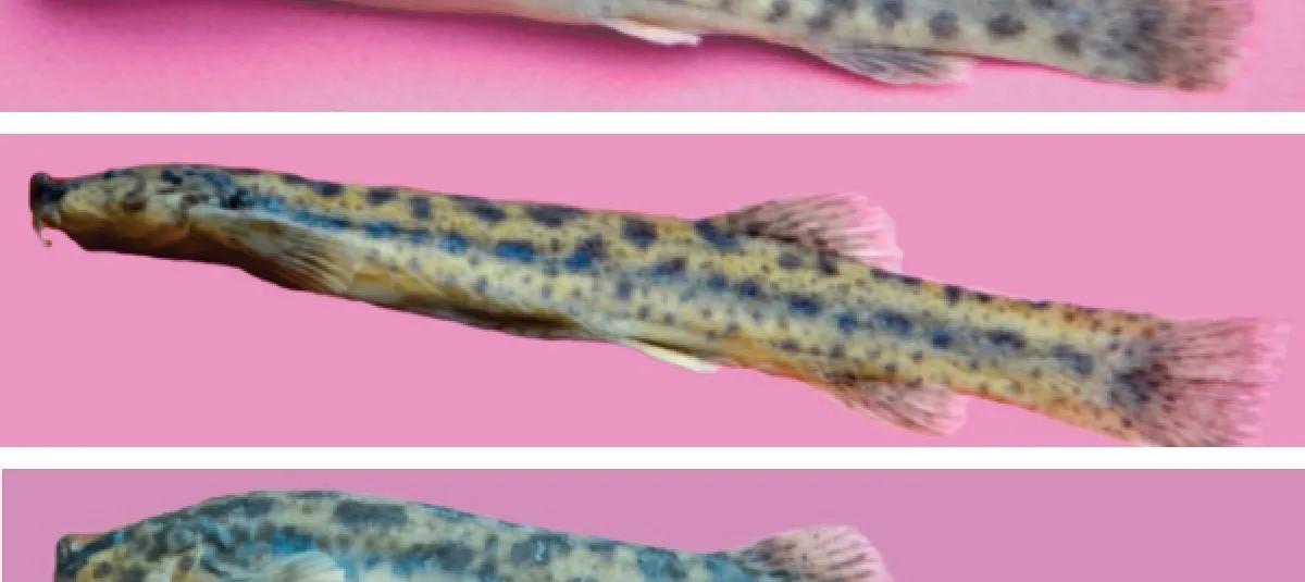 Câncer transmissível é descoberto pela primeira vez em peixes de água doce; o quarto registrado entre animais