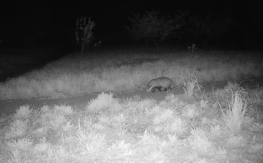 Lontra em Sintra