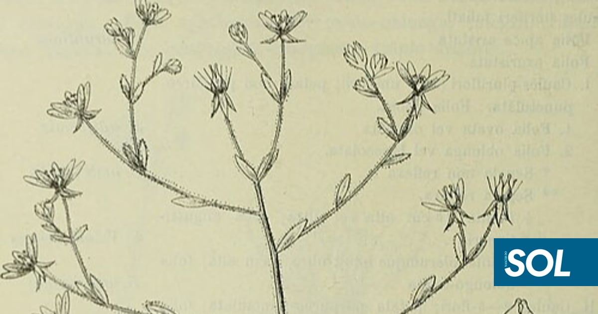 Charles Darwin tinha razão. Esta planta carnívora descoberta na China confirma teoria com 150 anos