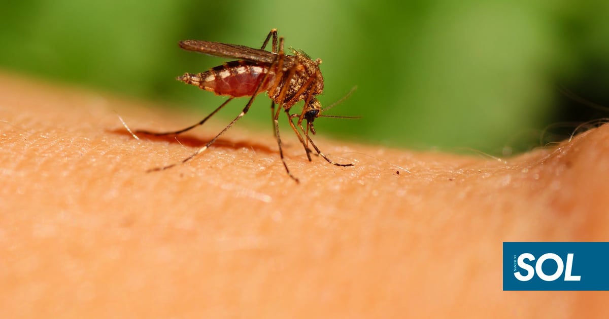 Mosquito-tigre-asiático detetado em Guimarães: pode transmitir Dengue e Zika