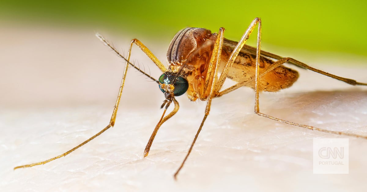 Vírus do Nilo Ocidental faz soar alertas em 15 países europeus após dezenas de mortes. Portugal não tem qualquer caso
