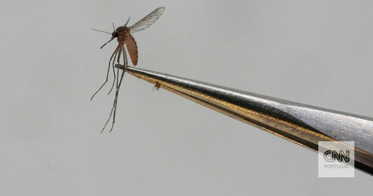 O que é o Vírus do Nilo Ocidental e a que sinais deve estar atento