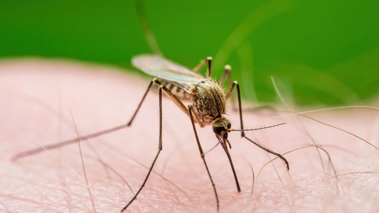 Mesmo sem casos, CE cria novo protocolo para monitorar Febre do Nilo - Ceará