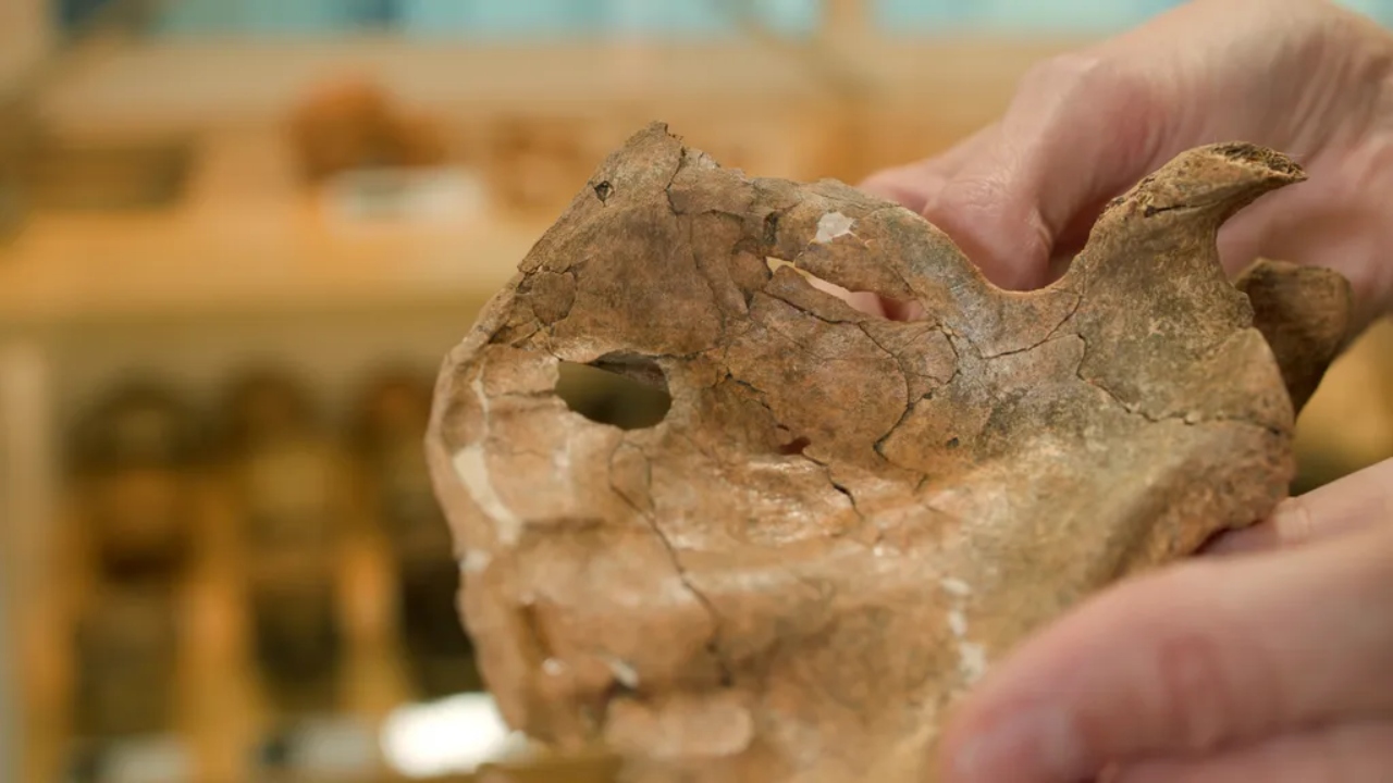 Fóssil revela Neandertal morto por lança de madeira há 75 mil anos