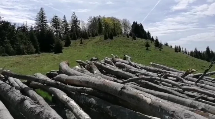 Pădurari condamnați pentru furt din pădure, dați afară din Romsilva FOTO: Arhivă