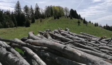 Curățenie la Romsilva. Pădurari condamnați pentru furt din pădure au continuat să lucreze. Ministrul Mediului: „Au fost dați afară”