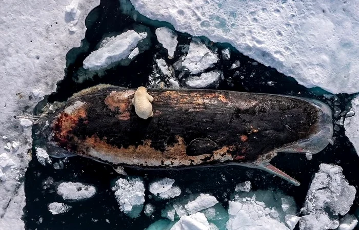 Un urs polar surprins hrănindu-se dintr-un cașalot în descompunere FOTO: Roie Galitz
