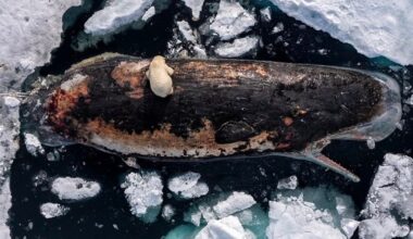 Imagini rare în Arctica: un fotograf a surprins momentul în care un urs polar mânca dintr-o balenă