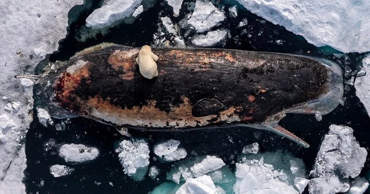 Imagini rare în Arctica: un fotograf a surprins momentul în care un urs polar mânca dintr-o balenă
