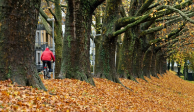 Temperaturile scad brusc de miercuri. Județele care intră sub cod galben de vânt puternic