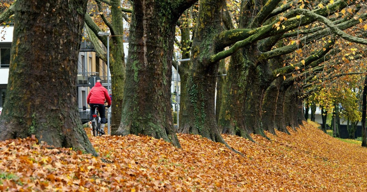 Temperaturile scad brusc de miercuri. Județele care intră sub cod galben de vânt puternic